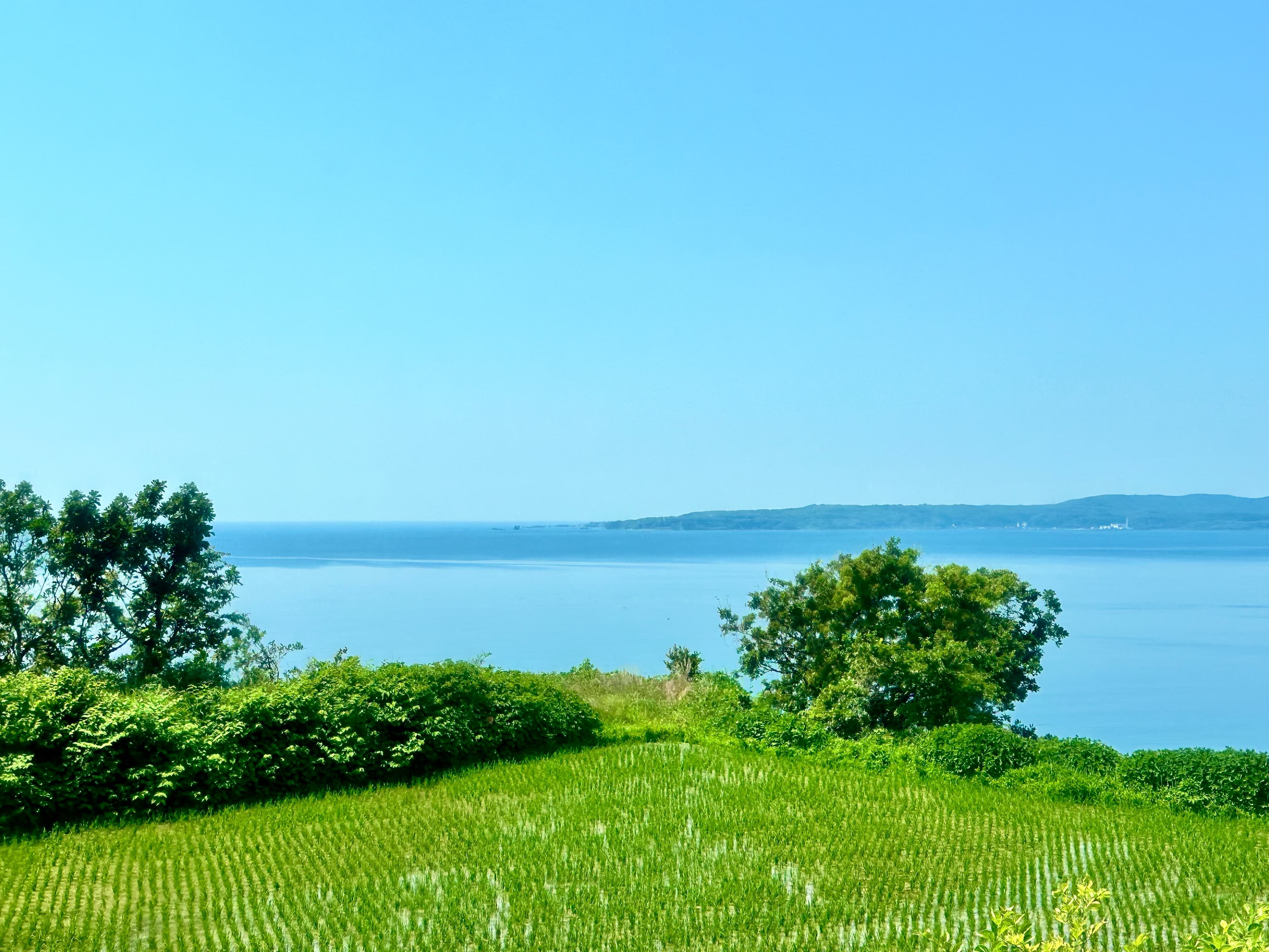 Green rice fields overlooking the sea